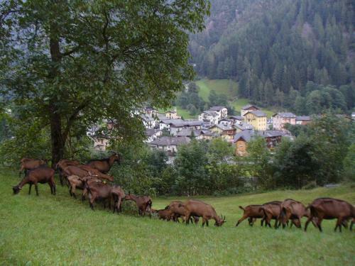 Agroturismo Agriturismo Alle Baite