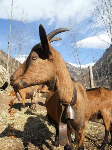 Agroturismo Agriturismo Alle Baite