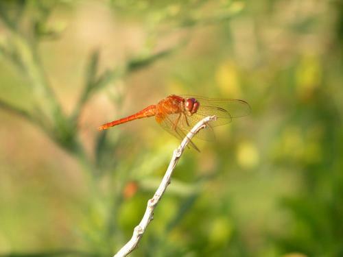 Agroturismo Agriturismo Le Risaie