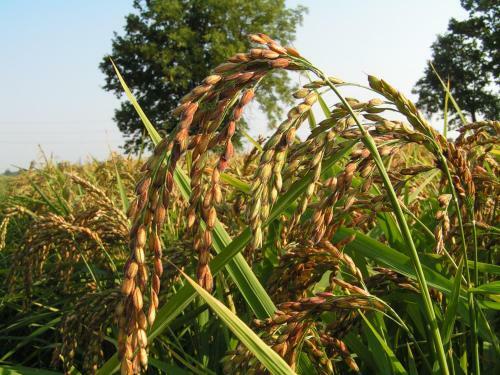 Agroturismo Agriturismo Le Risaie