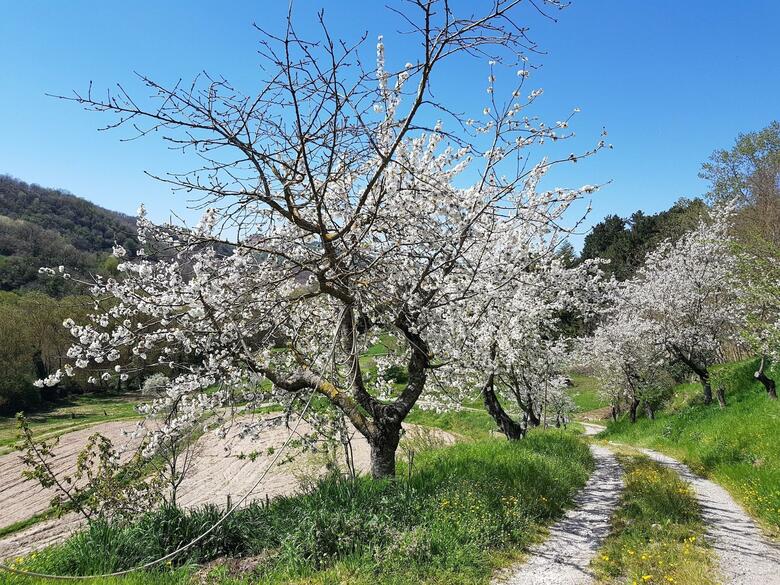 Agroturismo Podere Santa Luisa