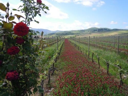 Agroturismo Fattoria Viticcio