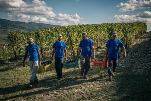 Agroturismo Fattoria Viticcio