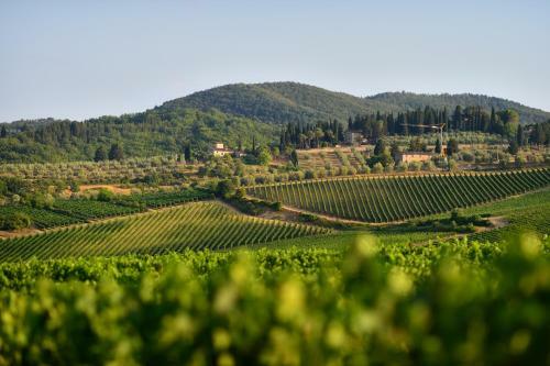 Agroturismo Fattoria Viticcio