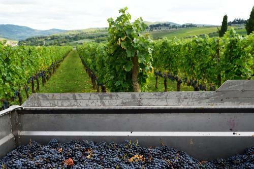 Agroturismo Fattoria Viticcio