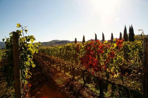 Agroturismo Fattoria Viticcio