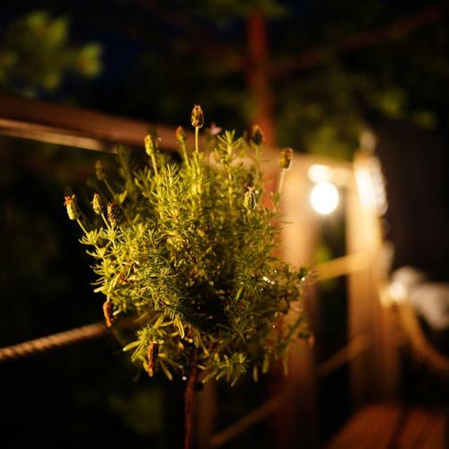 Bed & Breakfast My Tree Home Warszawa, Macierowe Bagno
