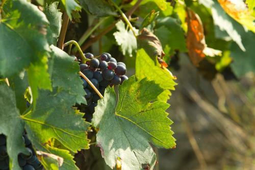 Agroturismo Podere San Lorenzo