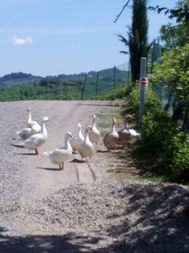 Agroturismo San Lorenzo Agriturismo