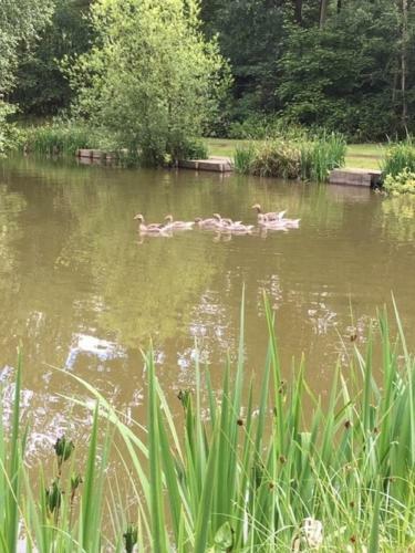 Lodge Hollicarrs Holiday Park - Hares Leap