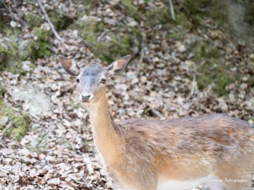 Apartamento Der Eifel Perle Manderscheid