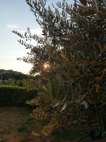 Apartamento L'olivo Nel Chianti