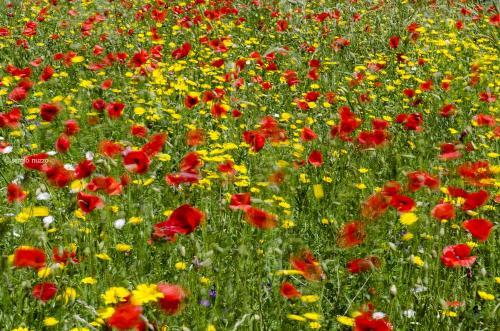 Bed & Breakfast Masseria Mazzalorsa