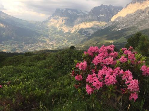 Albergue Berghaus Grindelwaldblick