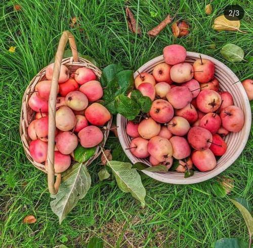 The Apple And Plum Cottage Studio Apartment New