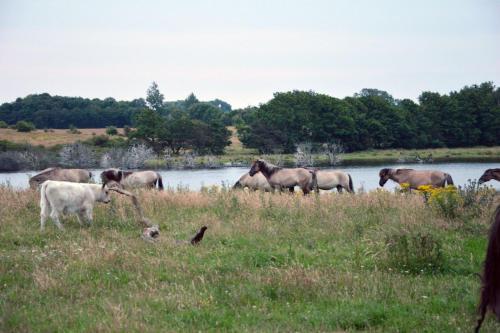 Ferienhaus Mein Ostseepl�tzchen Am Meer 9