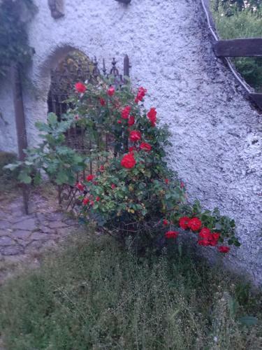 Hostal La Dama Con L' Ermellino B&B