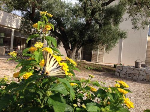 B&B Finestre Tra Gli Ulivi