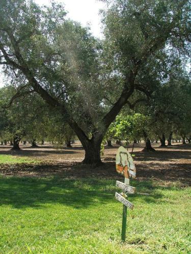 B&B Finestre Tra Gli Ulivi