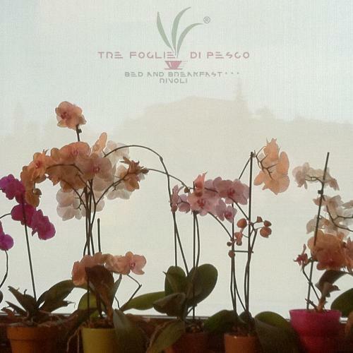 B&B Tre Foglie Di Pesco