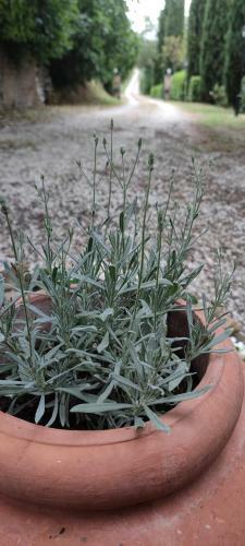 Apartamento Antico Casale '700 Appartamento Girasole