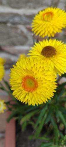 Apartamento Antico Casale '700 Appartamento Girasole