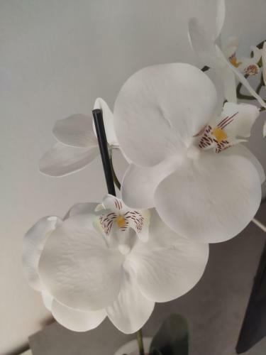 Apartamento Casa Vacanza Orchidea