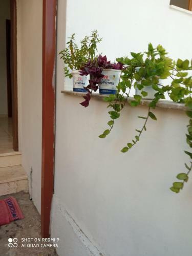 Palasa Apartment