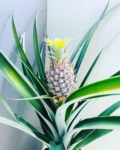 Apartamento Little Pines, Terrigal