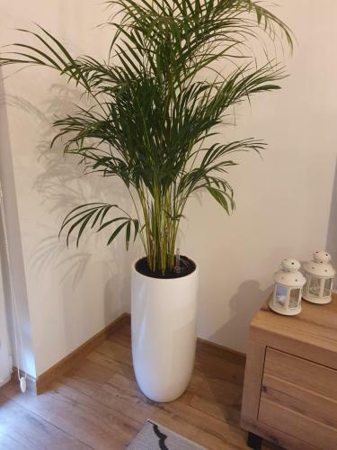 Apartament Number One Nova Wozownia