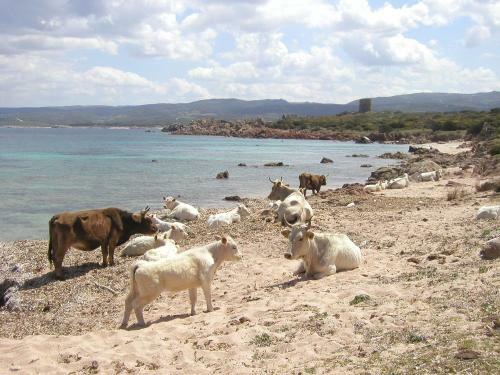 Agroturismo Li Pireddi