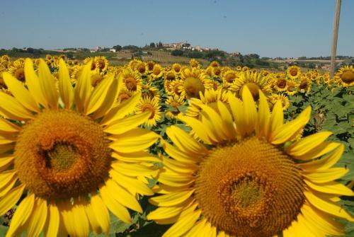 Agroturismo Pieve Del Castello