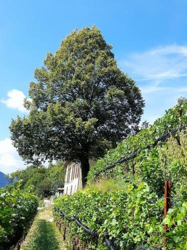 Agroturismo Cascina Teresina