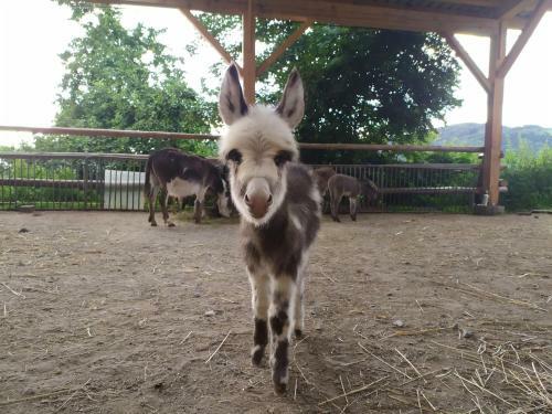 Waldh�tte Am Eselhof