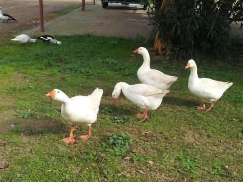 Santa Igia B&B - Country House