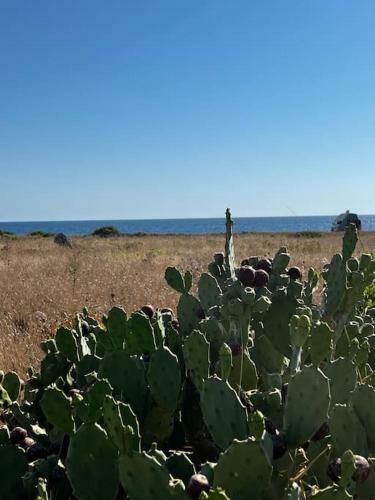 Villa Casa Matilde A 100 M Dal Mare