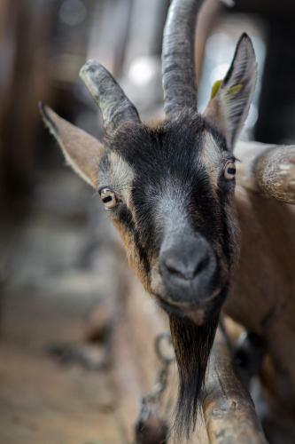 Agroturismo Agriturismo Da Attilio