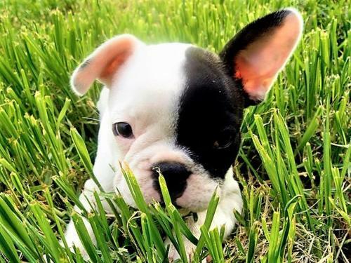 G�te La Tani�re Confort