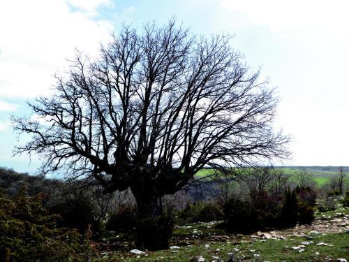 Hotel Rural Teodosio De Go�i