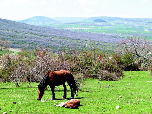 Hotel Rural Teodosio De Go�i