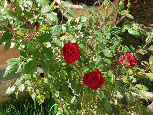 Agroturismo Agriturismo Il Solaio