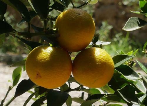 Hostal Maison D�h�tes Le Mas Des Vignes