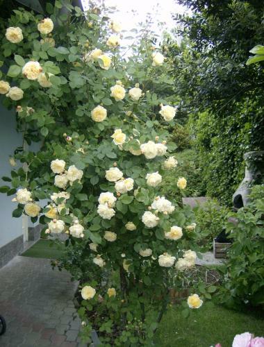 Bed & Breakfast Il Giardino Delle Farfalle