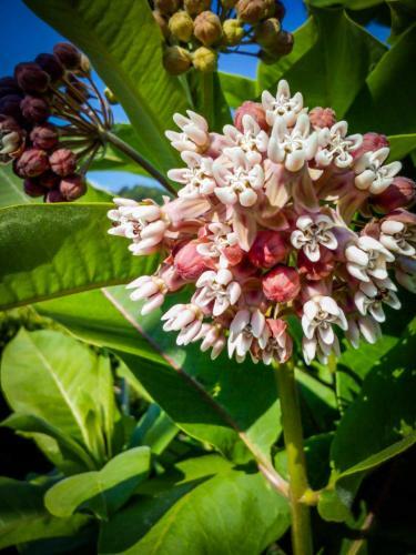 Bed & Breakfast Il Giardino Delle Farfalle