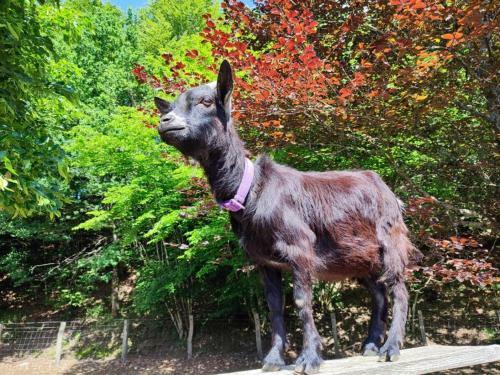 G�te 4 * Avec Bain Finlandais Et Parc Animalier