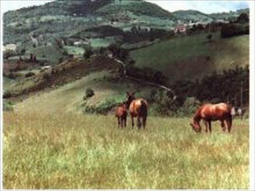 Agroturismo Agriturismo La Selva