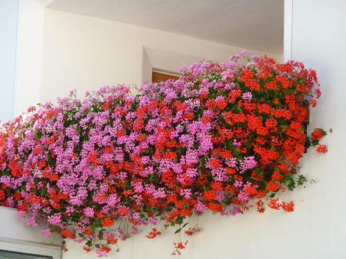 Hotel Gasthof Gemse