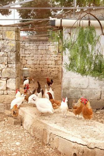 Agroturismo Masseria Curatori