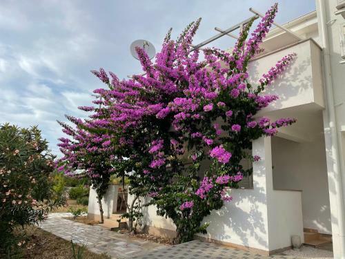 Novalja Apartments By Nena