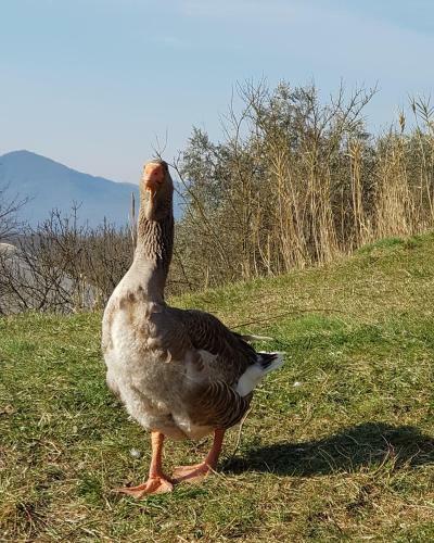 Agroturismo Agriturismo Il Picchio Verde